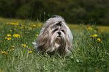 SHIH TZU 273